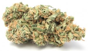 Hybrid Strain for Weed